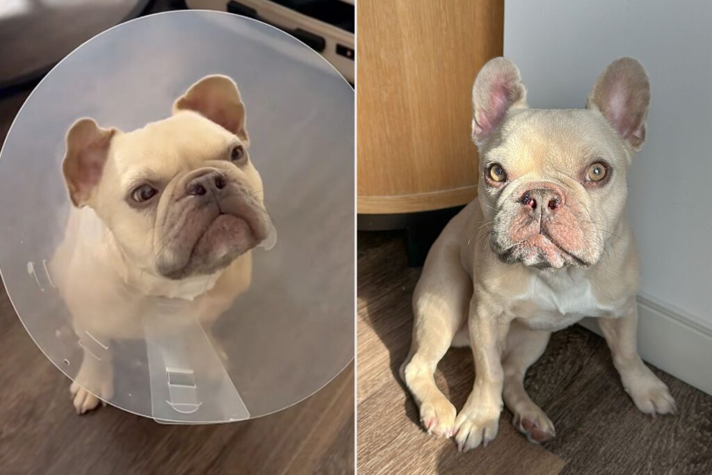 Dog Discovers Smell for First Time After Surgery in Viral TikTok (Exclusive)