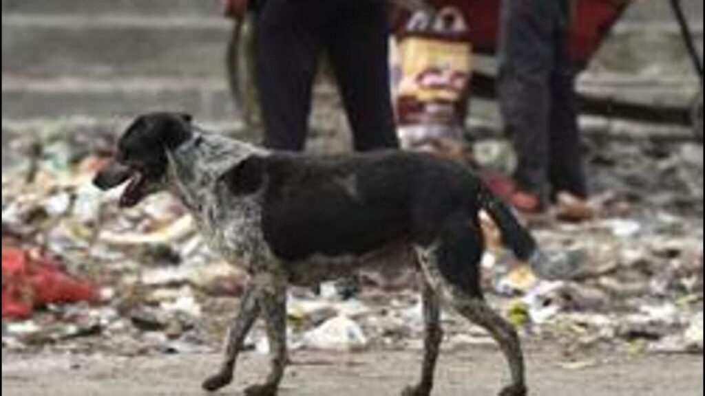 Dog drags foetus outside Noida hospital, video goes viral