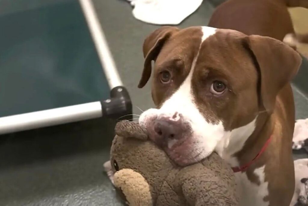 Elderly shelter dog who went viral in heartbreaking adoption video finally gets forever family
