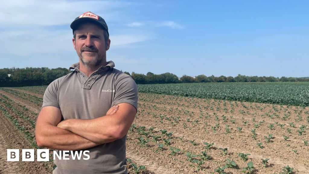 Herefordshire farmer sees broccoli harvest hit by heatwave and lack of water