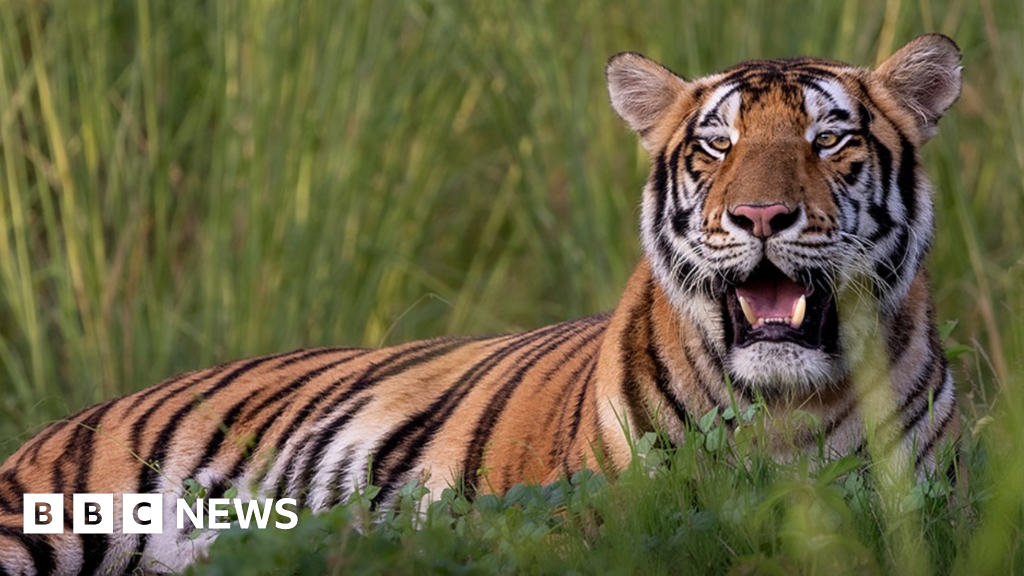 India's top court sends investigators in to vast private animal collection