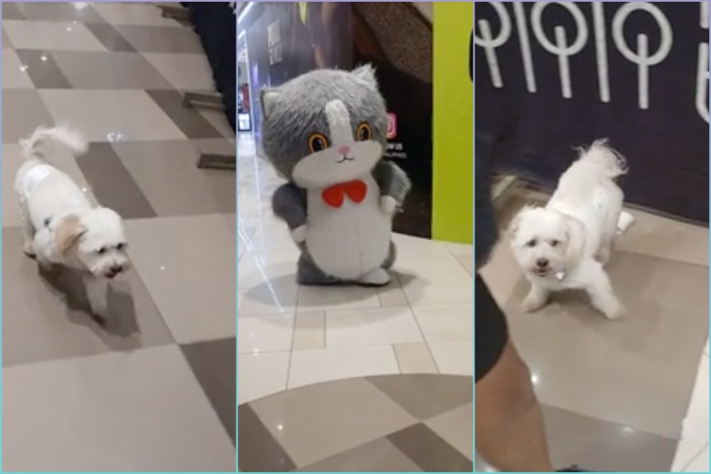 Pet dog is terrified of giant cat mascot at QC shopping mall