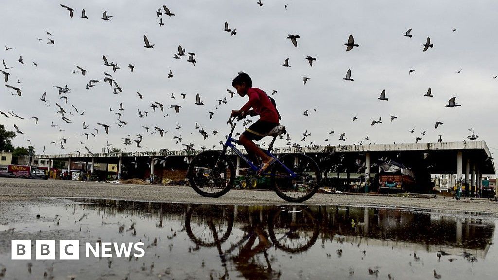 Pigeon feeding ban sparks debate in India