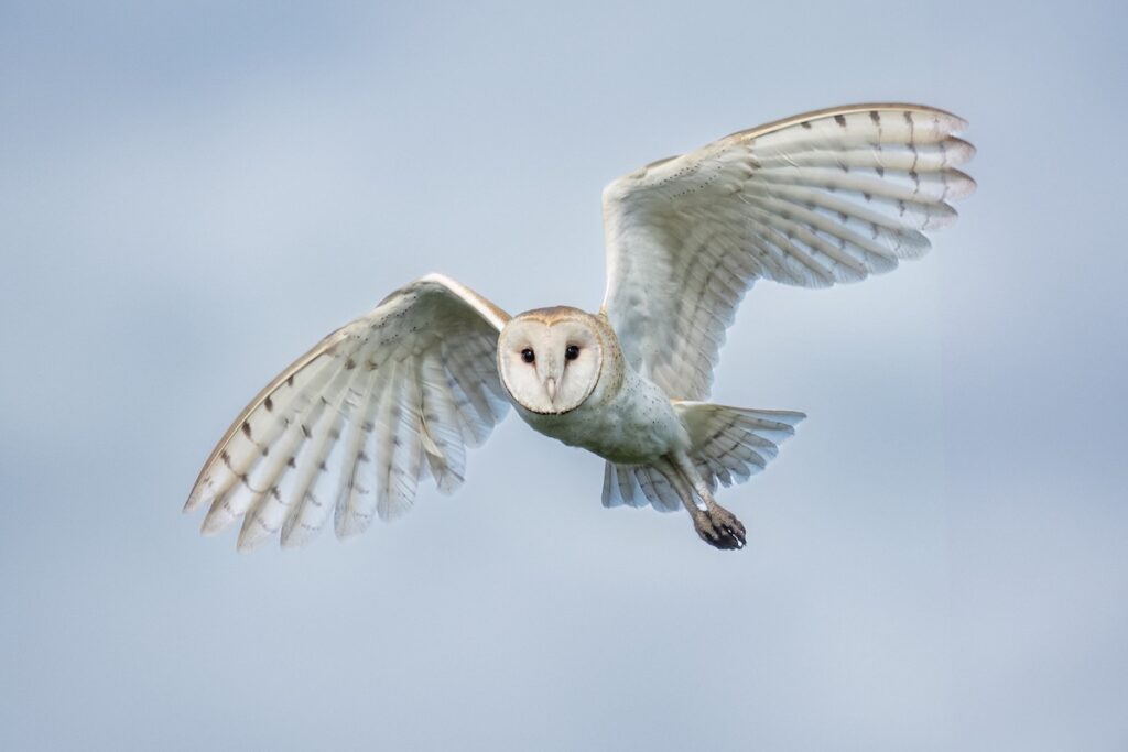 Random Owl Lands on Man's Hat at Sea