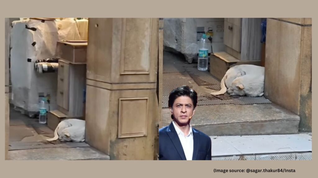 Stray dog takes shelter at Shah Rukh Khan’s Mannat, heart-warming video goes viral: ‘This is humanity’ | Trending News