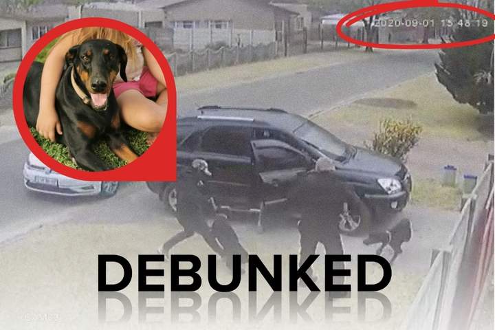 The viral hero dog video that refuses to die... five years later - News24