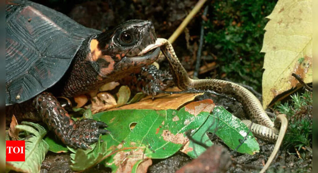 Viral: Do turtles eat snakes? Video leaves netizens shocked |