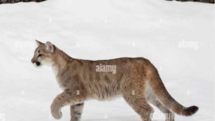 Viral Facebook post claims cougar sighting in Novi
