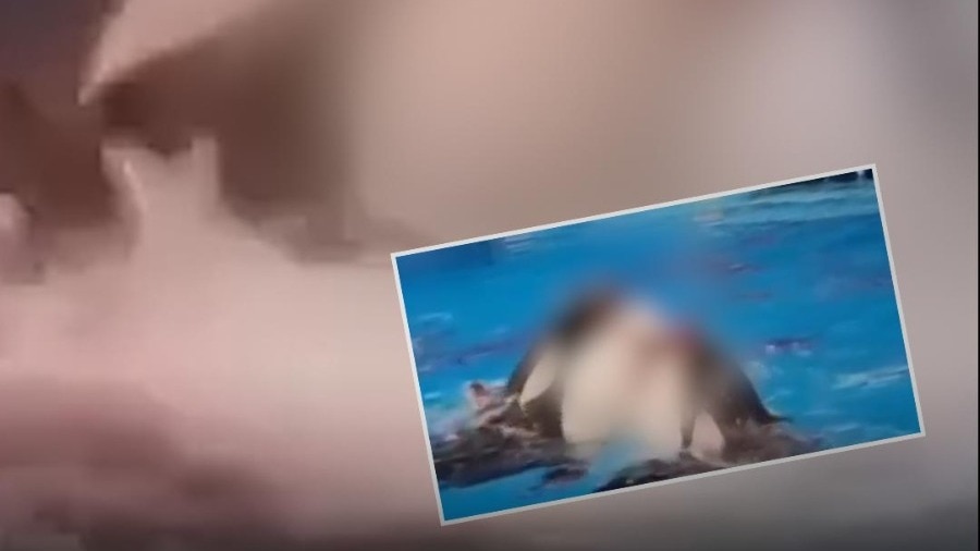 Viral Orca Attack Videos Featuring Jessica Radcliffe and Marina Lysaro Debunked as AI-Generated Hoaxes