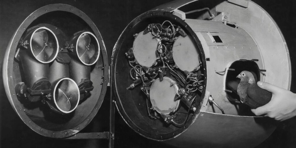 Why we should thank pigeons for our AI breakthroughs