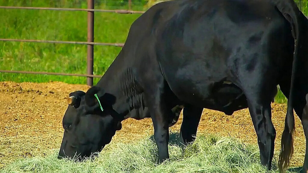 Cow who went viral for escaping Arizona slaughterhouse now living in animal sanctuary