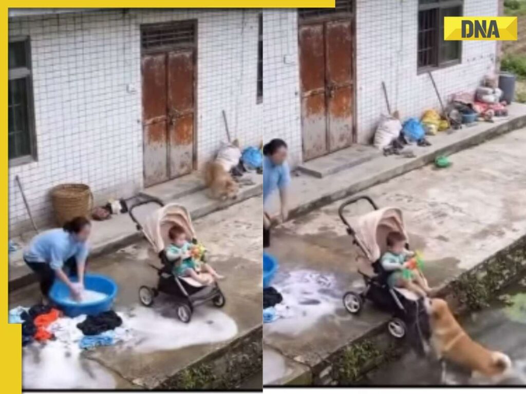 Dog saves baby from dramatic fall, internet calls him ‘real hero’