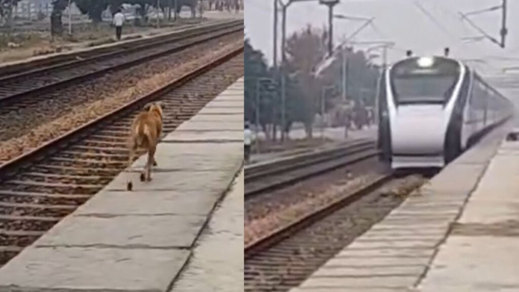 Hair-raising video of dog's daring escape between trains goes viral; netizens in disbelief | Watch
