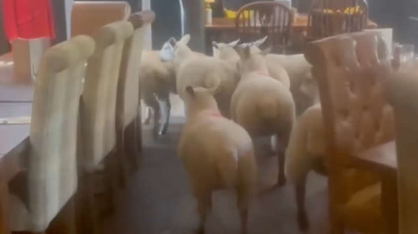 Knaresborough pub goes viral after sheep gatecrash dinner service