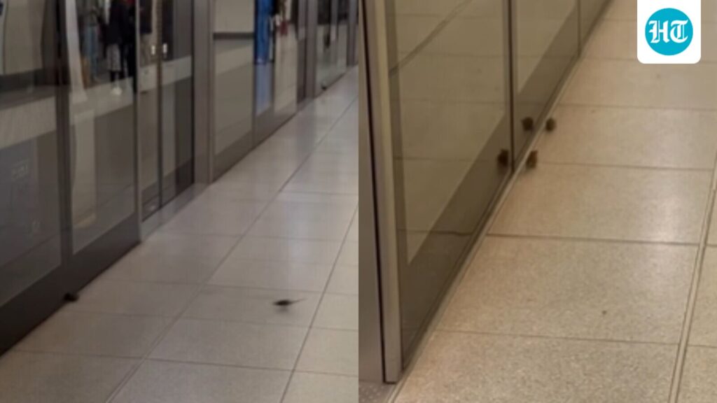 Mice scurry freely at London Underground station, viral video sparks cleanliness concerns
