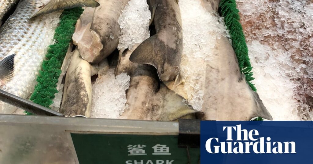 Much of US shark meat comes from endangered species, study finds | Sharks