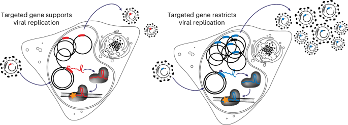Multidimensional analysis of host–virus interactions using the virus-encoded CRISPR-based direct readout system (VECOS)