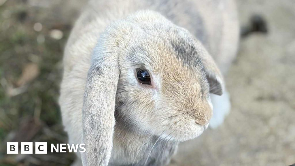 Northamptonshire pet owner having sleepless nights over vet bills