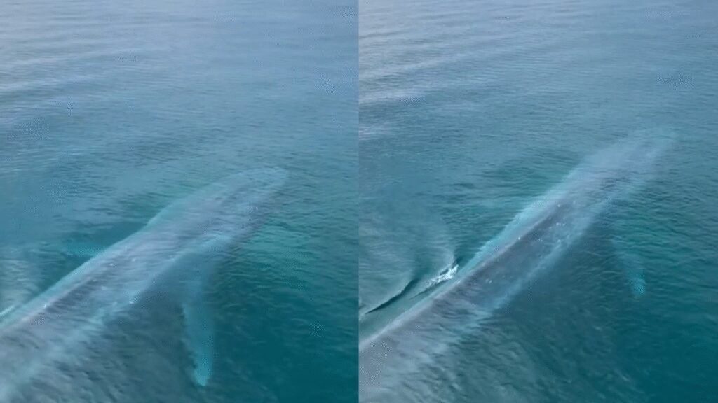 Only In Australia! Viral Video Of A Massive Pygmy Blue Whale Leaves Internet Gasping In Amazement | Viral