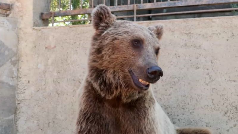 Turkish bear goes viral after eating too much fruit