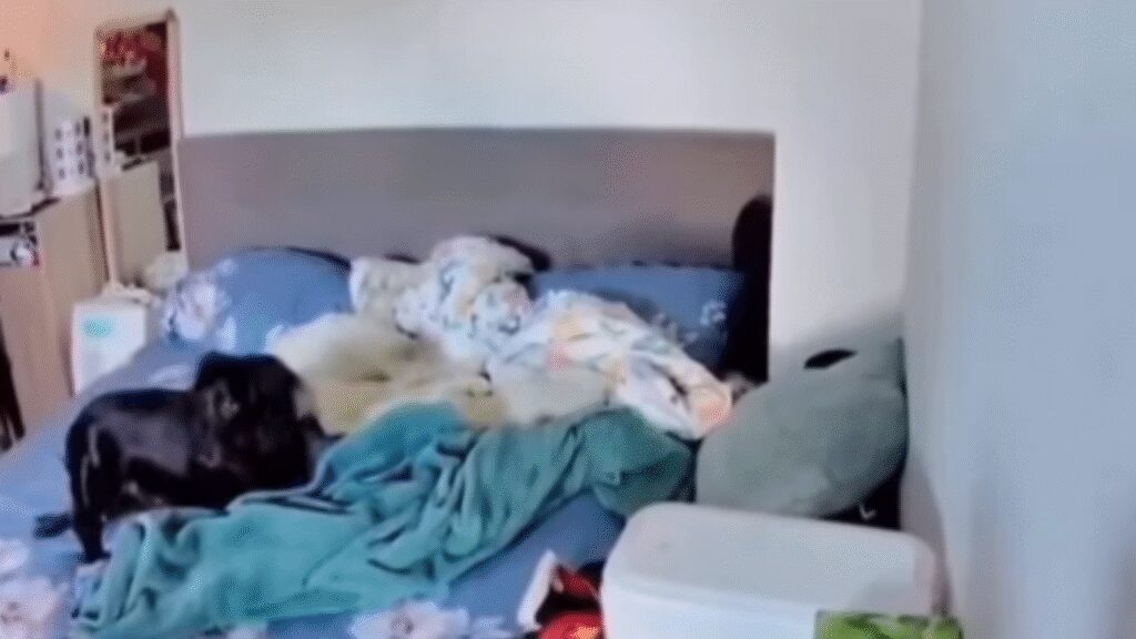 Viral Video Shows Pet Dog's Heartbreaking Reaction During Earthquake | WATCH | Viral