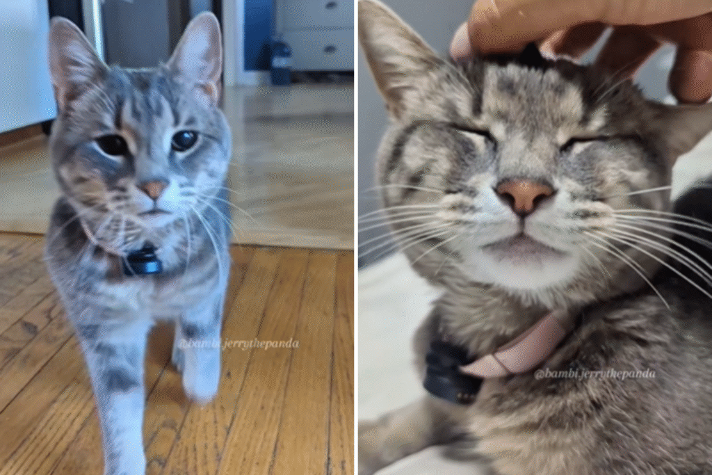 Woman Puts Microphone on Sassy Cat, Result Goes Viral: 'Diva'