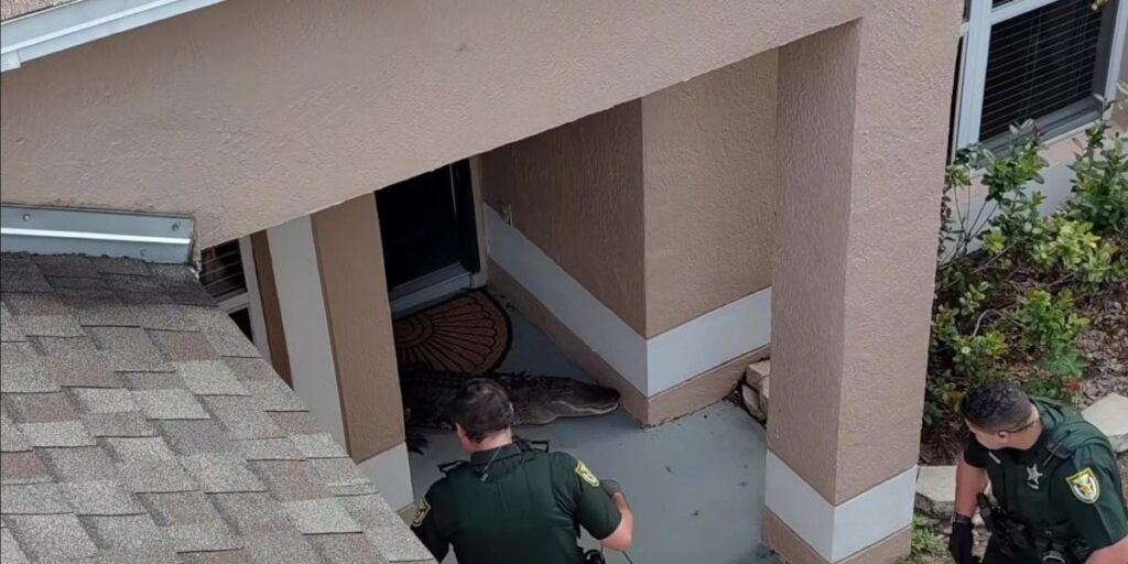 Woman finds alligator in Florida backyard, calls police – footage goes viral