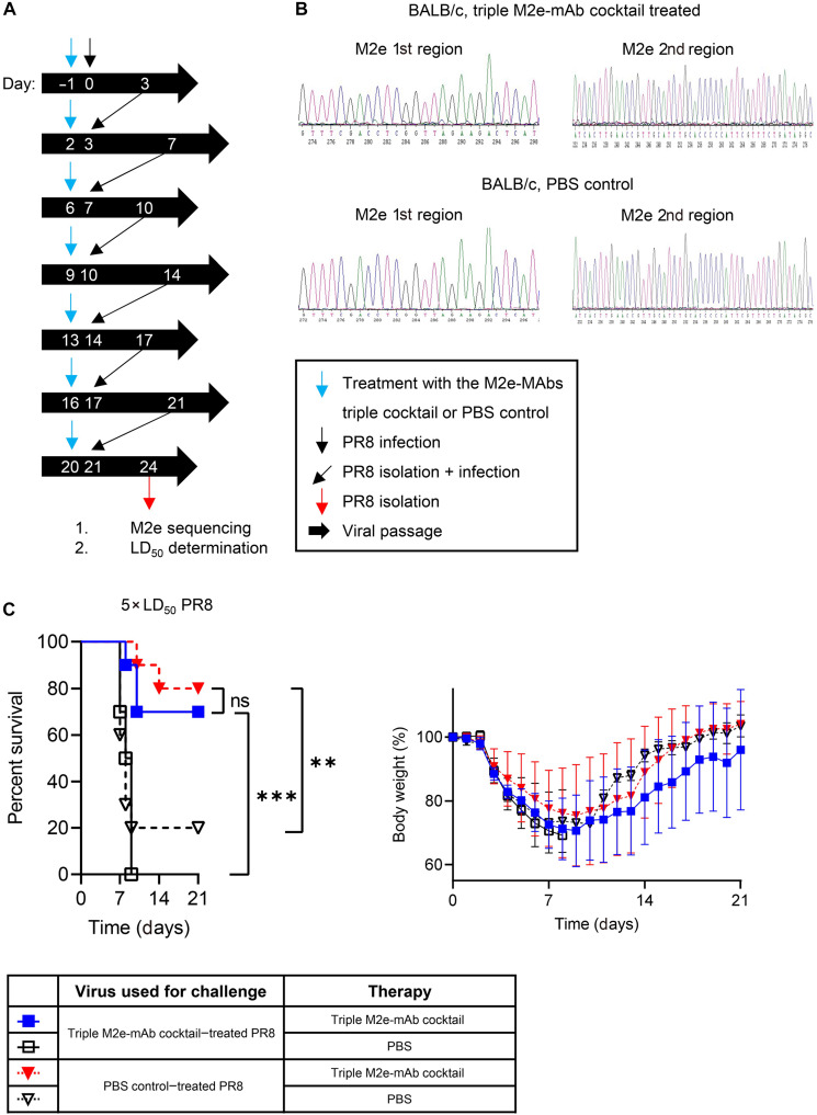 ‘Universal’ Antibody Cocktail Targets Flu Virus Weak Spot