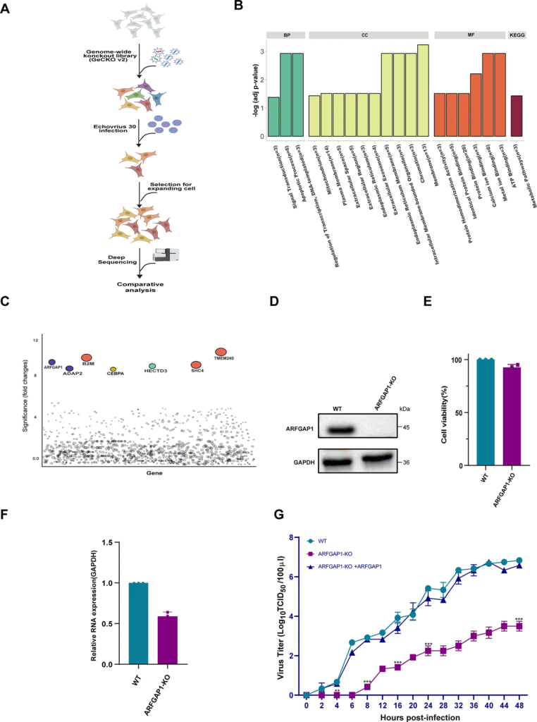 ARFGAP1 serves as a critical host factor during E30 infection: QS11 inhibits viral pathogenesis in hFcRn-IFNAR−/− mice | Virology Journal