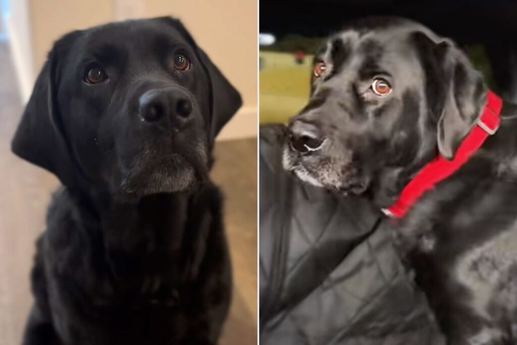 Black Labrador Goes Viral for Reaction to Staying with Grandparents
