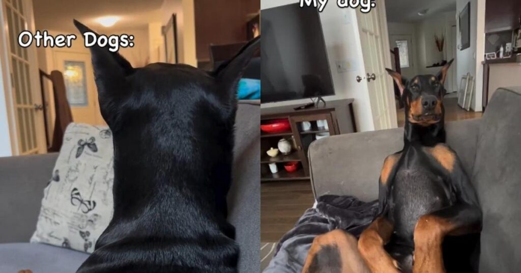 Doberman’s Funny Way of Sitting With Owner Goes Viral