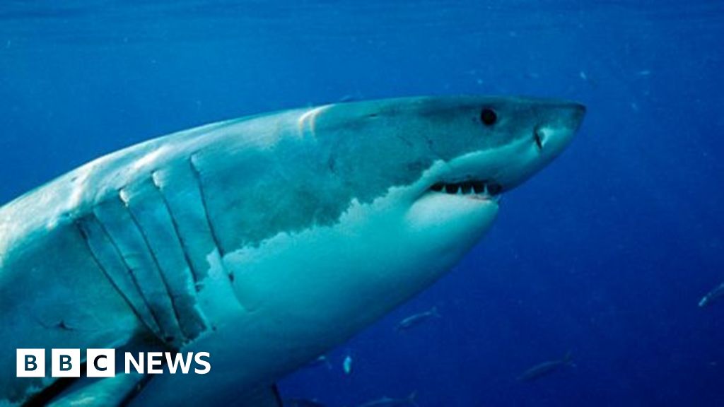 Fatal attack revives debate over controversial shark nets in Australia