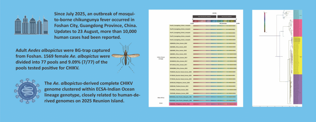 First whole-genome chikungunya virus sequence detected in mosquitoes during the 2025 Foshan outbreak: evidence of field vector infection and transmission potential in China | Infectious Diseases of Poverty