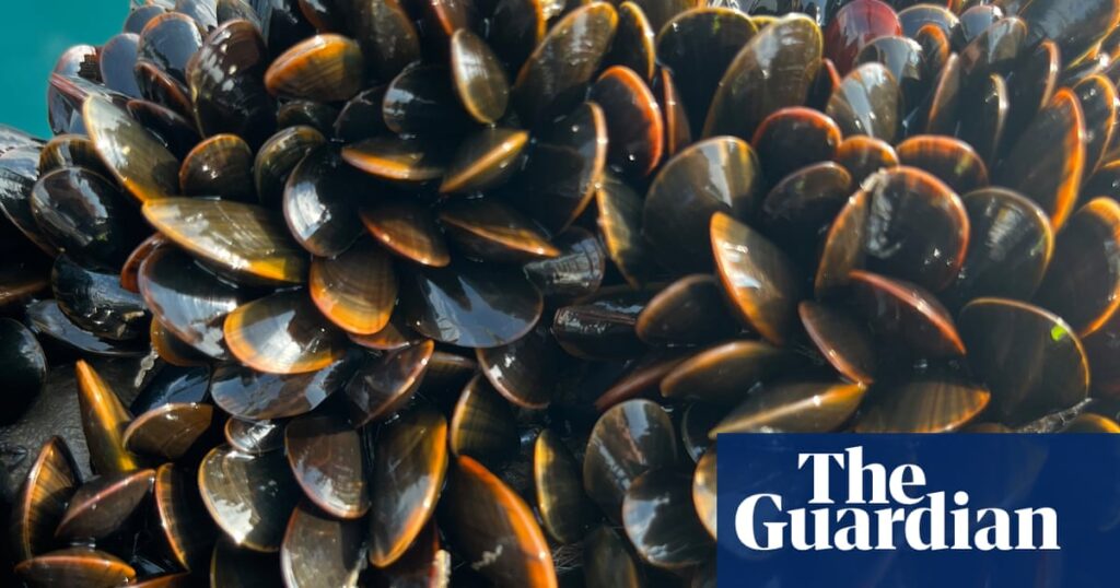 French customs reject British shellfish shipments after UK ‘reset’ deal with EU | Business
