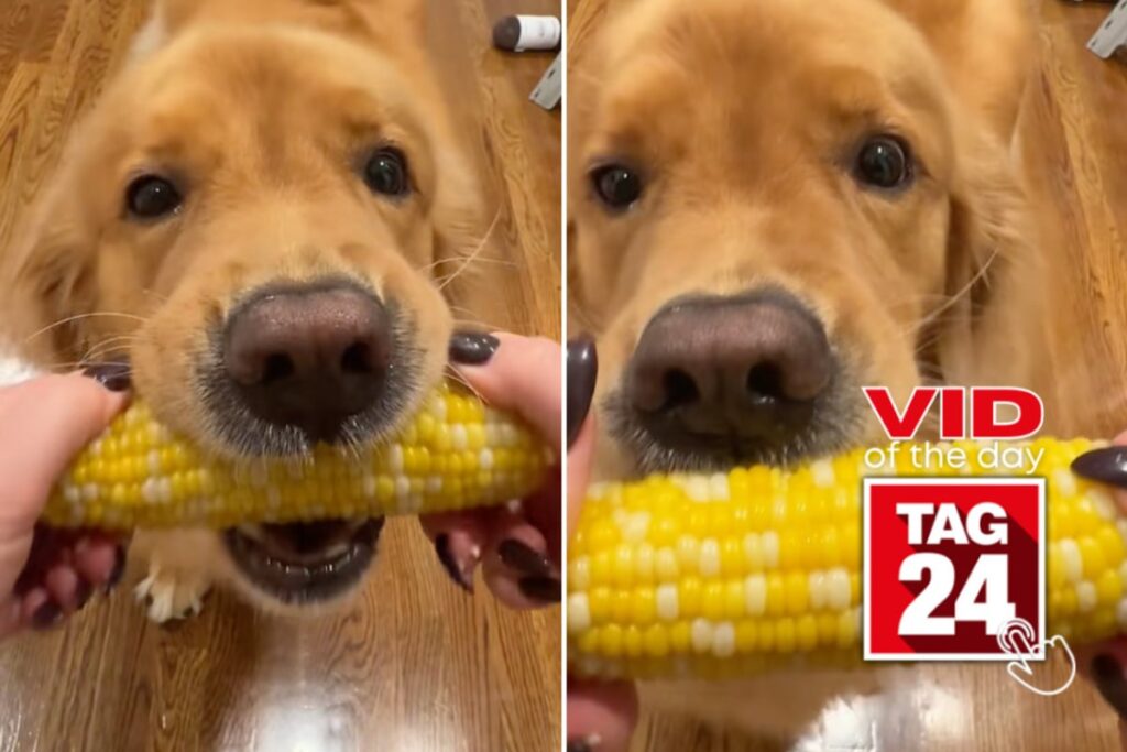 Golden retriever tries corn for the first time