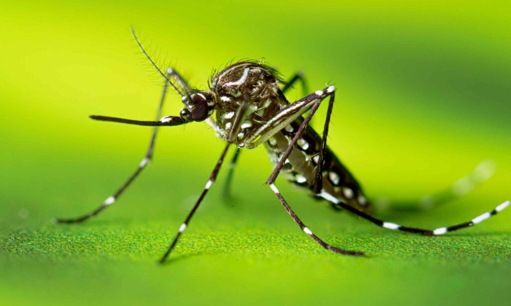 Health officials issue warning over deadly insect-borne virus