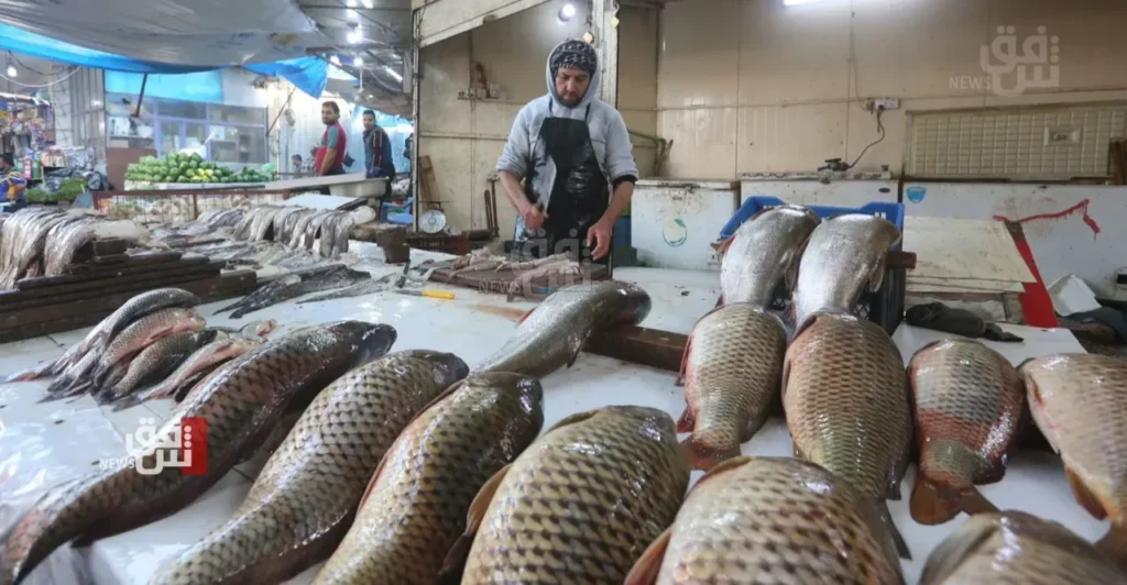 Koi virus outbreak drives fish prices down in Iraq