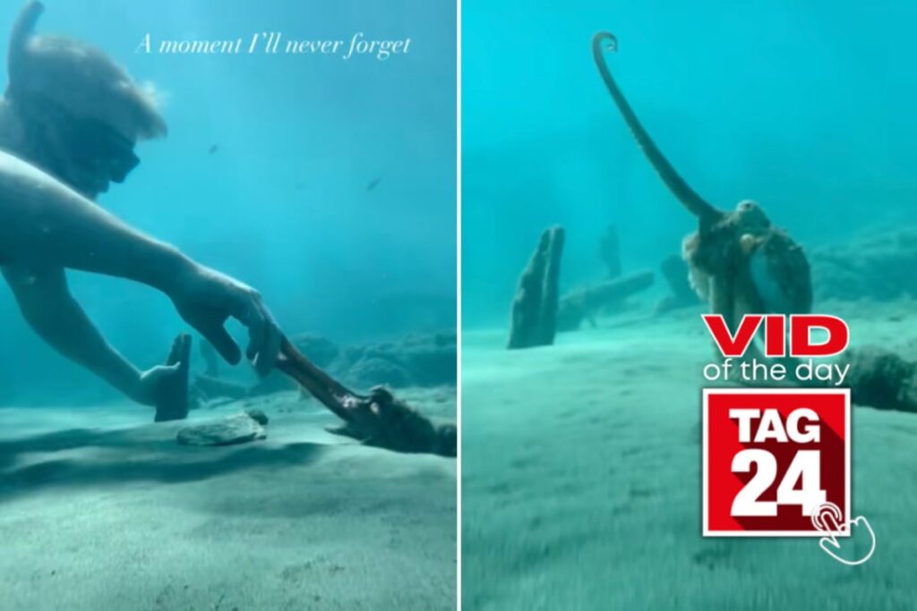 Man befriends octopus in heartwarming encounter