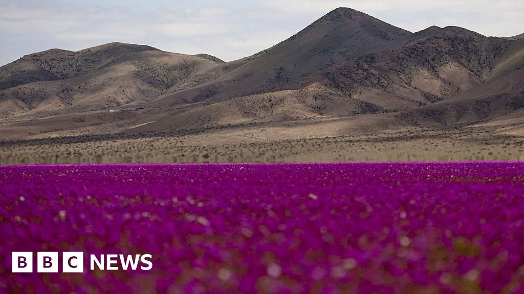 Rare wildflower bloom blankets Chile's Atacama desert