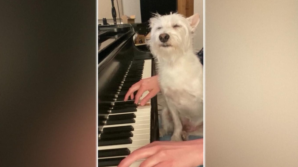 Video Dog goes viral for his love of mom's music - ABC News - Breaking News, Latest News and Videos