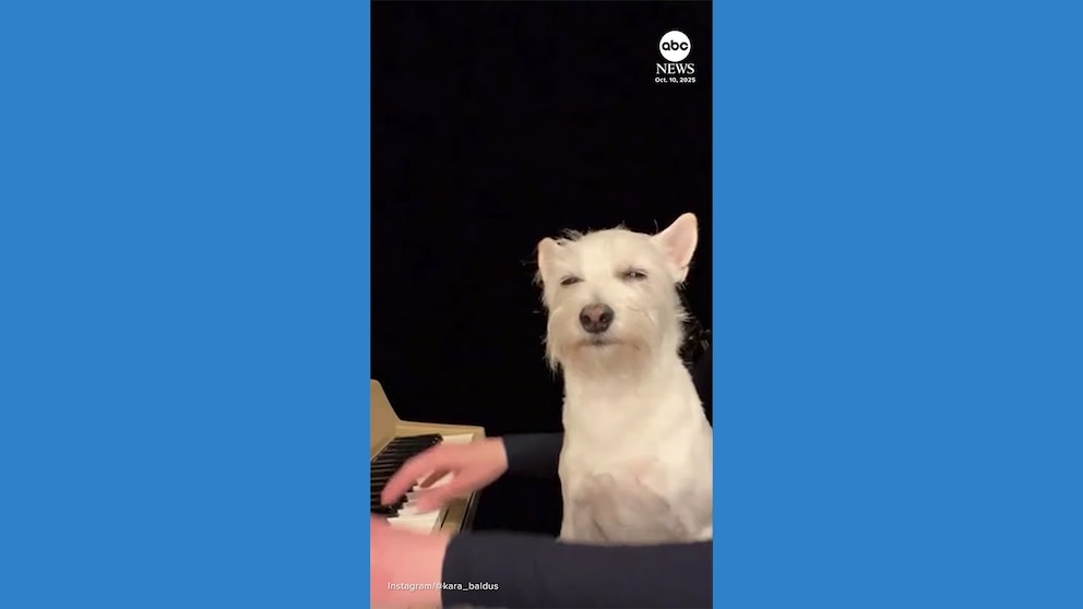 Video Dog goes viral for loving mom's music - ABC News - Breaking News, Latest News and Videos