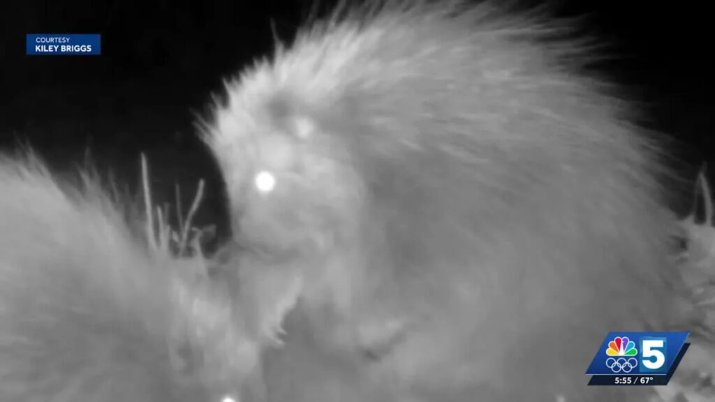 Viral video shows 'secret nature' of porcupines, Vermont biologist says - Yahoo News Canada