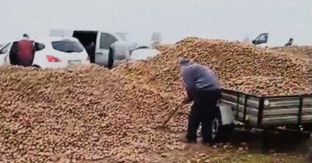 Viral ‘Free Potatoes’ Post Cost This Farmer 150 Tons of Crops