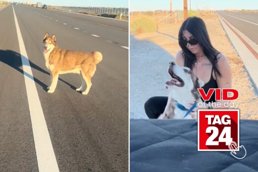Woman rescues terrified husky on busy highway