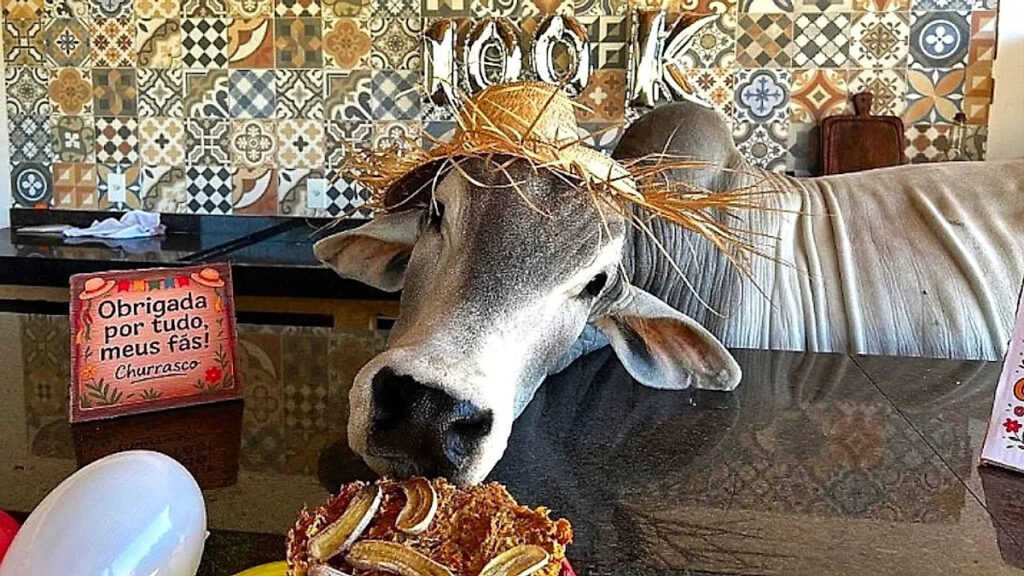 the mascot bull who loves television and has gone viral in Brazil