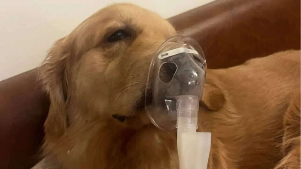 'Air So Sh*t, My Dog Got Bronchitis': Viral Pic Of Golden Retriever On Nebuliser Exposes Delhi's AQI Crisis | Viral