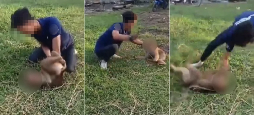 Animal rights group urges action after viral video shows monkey abuse in Kelantan