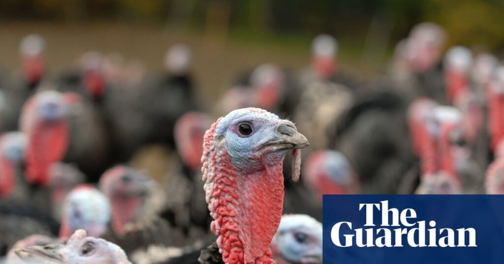 Bad season of bird flu in UK hits supply of Christmas turkeys | Food & drink industry