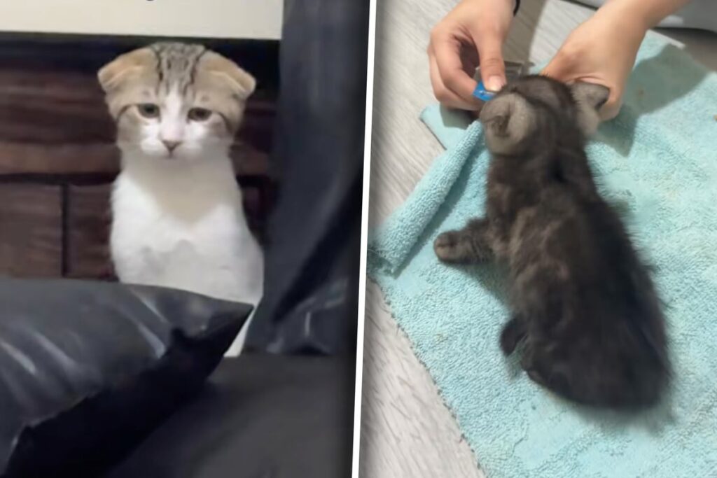 Cat goes viral with heartbroken reaction to owner's new kitten!