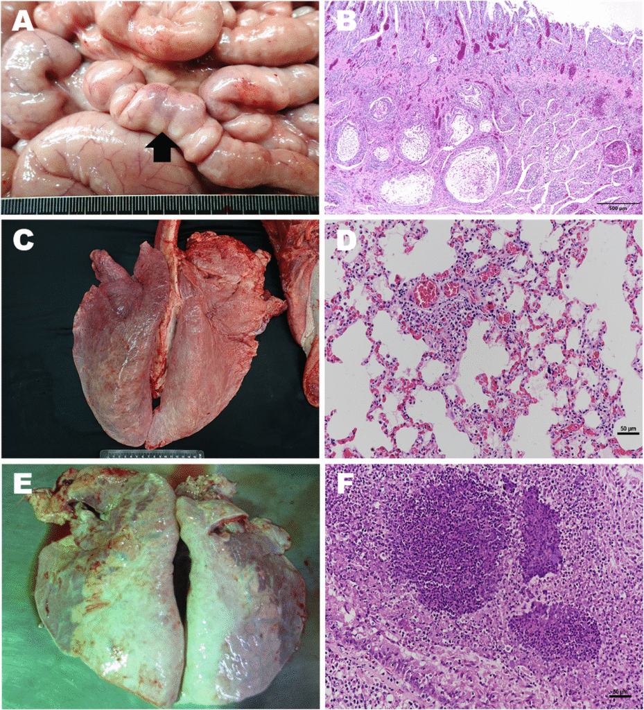 Genomic characterization and evolutionary analysis of three bovine viral diarrhea virus 1b strains from Taiwan, highlighting genomic evidence of cytopathic evolution | BMC Veterinary Research